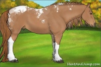 Horse Color:Chestnut Tobiano