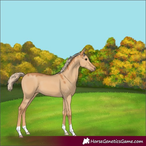 Horse Color:Red Dun 