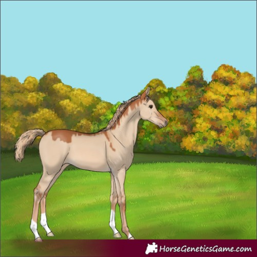 Horse Color:Red Dun 