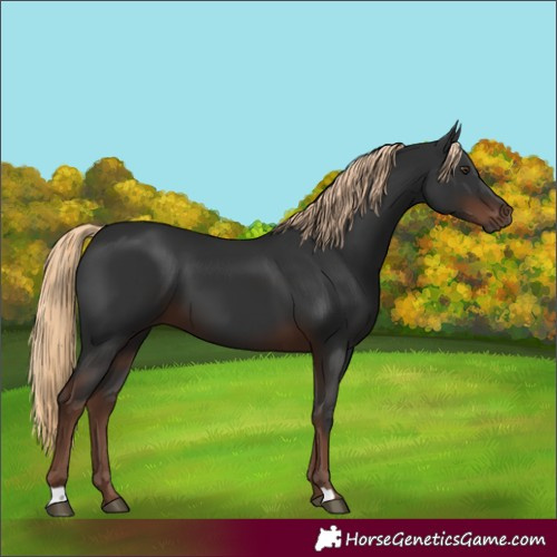 Horse Color:Liver Chestnut 