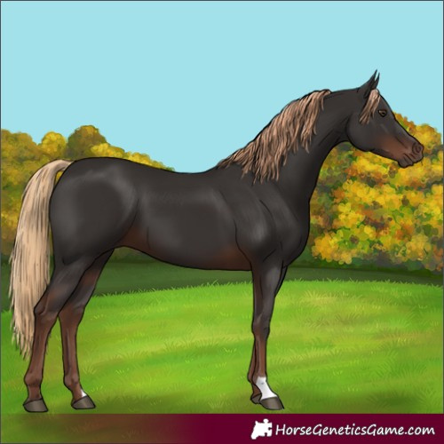Horse Color:Liver Chestnut 