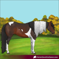 Horse Color:Brown Tobiano 