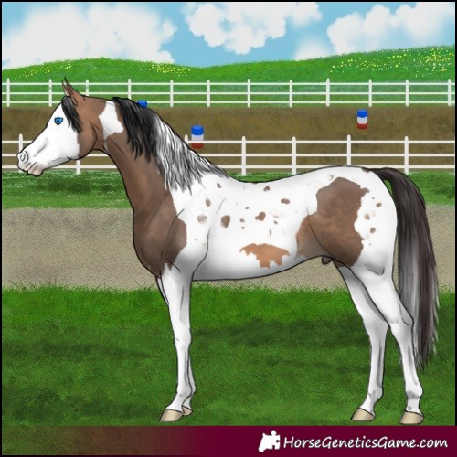 Horse Color:Bay Dun Splash Tobiano 