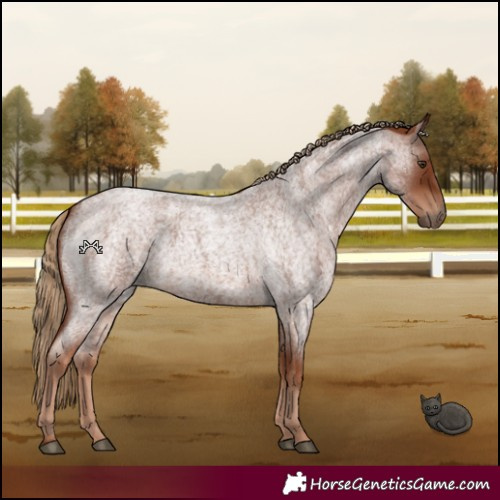 Horse Color:Red Roan 