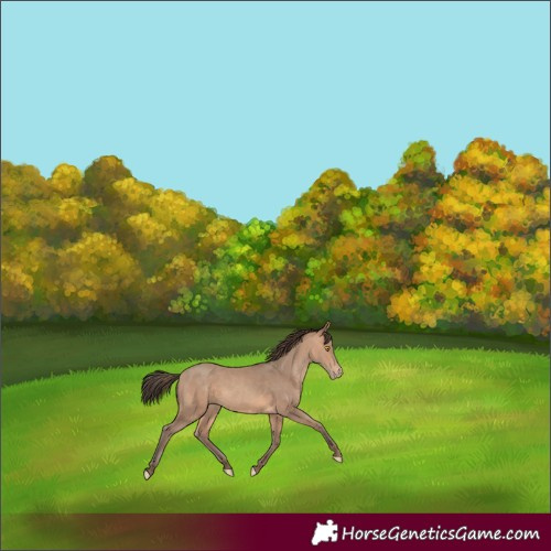 Horse Color:Amber Champagne Appaloosa 