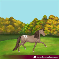 Horse Color:Classic Champagne Appaloosa