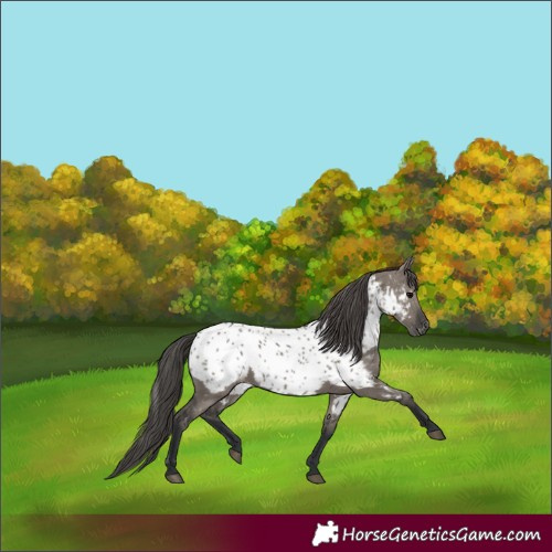 Horse Color:Grullo Near Leopard 