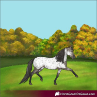 Horse Color:Grullo Appaloosa 