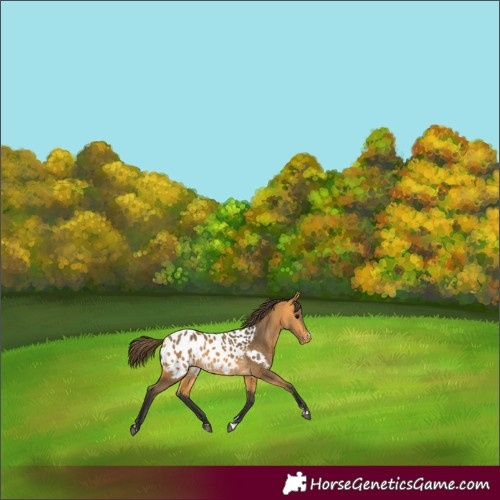 Horse Color:Buckskin Near Leopard 
