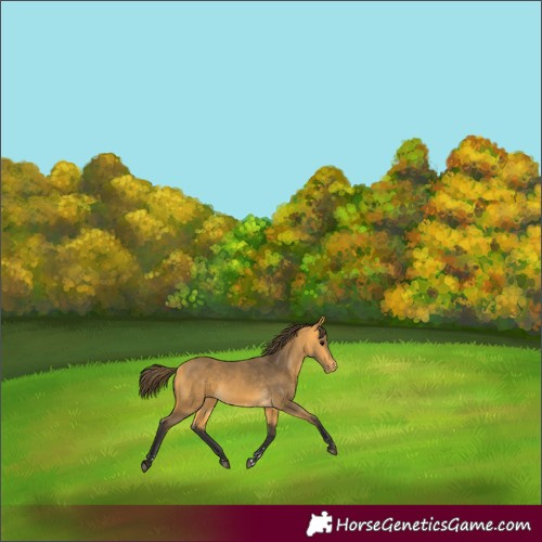 Horse Color:Buckskin Appaloosa 