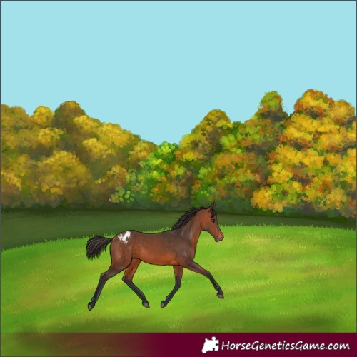 Horse Color:Bay Appaloosa 