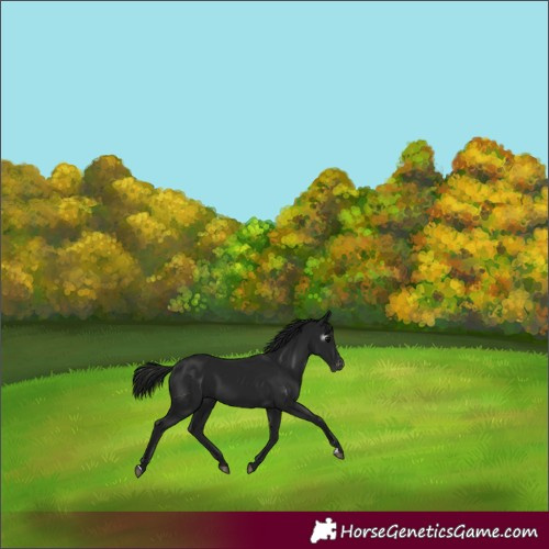 Horse Color:Gray Black Appaloosa 