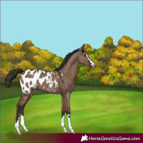 Horse Color:Liver Red Dun Appaloosa 