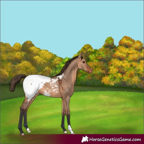 Horse Color:Bay Dun Snowcap 