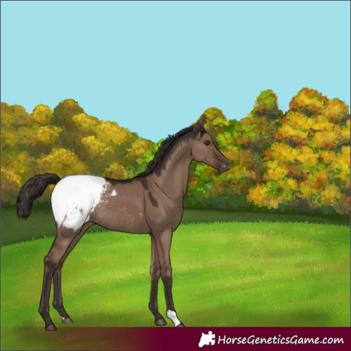 Horse Color:Liver Red Dun Appaloosa Rabicano 