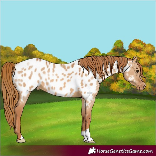 Horse Color:Red Dun Appaloosa 