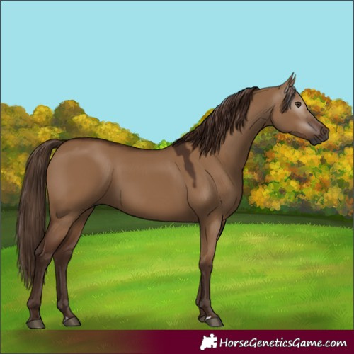 Horse Color:Gray Red Dun 