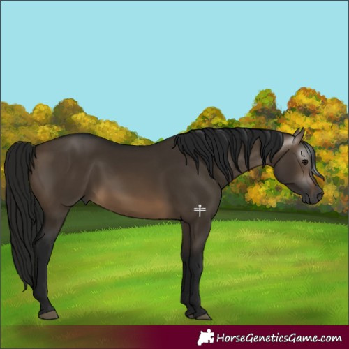 Horse Color:Gray Brown Dun 