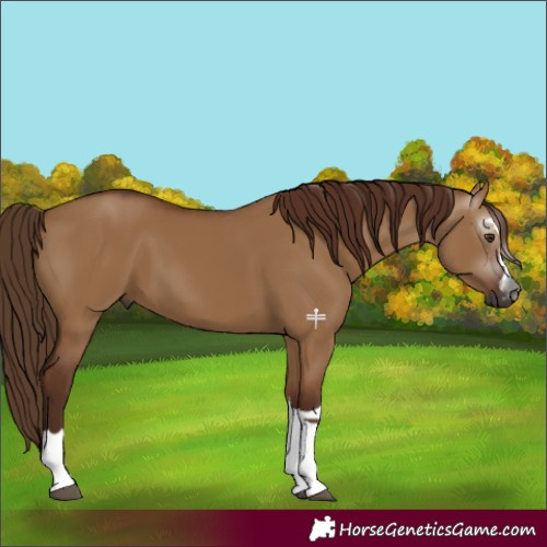 Horse Color:Gray Red Dun 