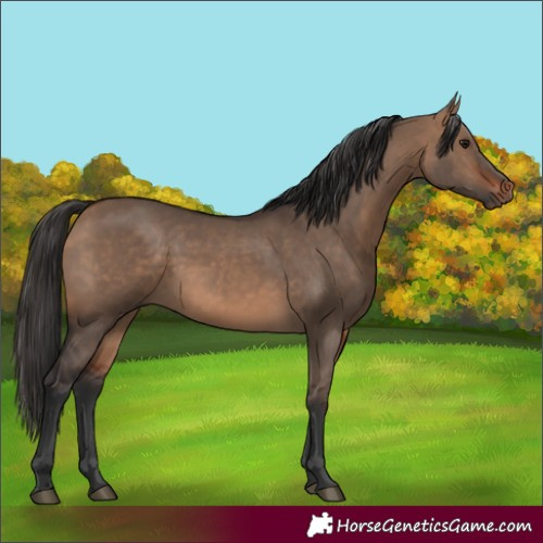 Horse Color:Bay Dun 