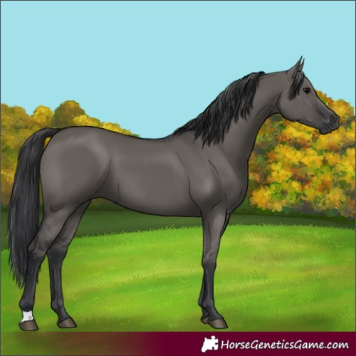 Horse Color:Grullo 