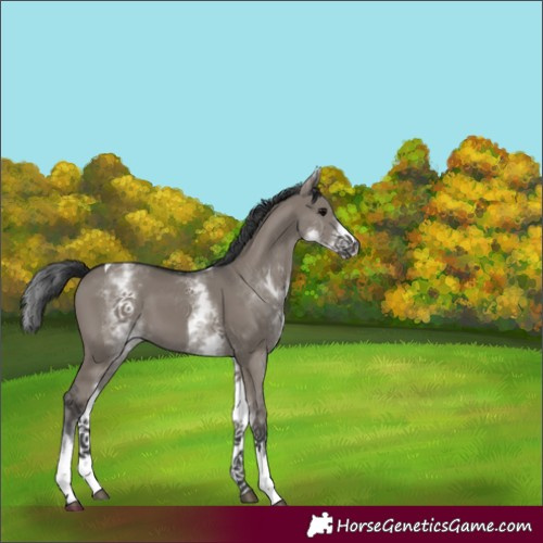 Horse Color:White Spotted Grullo Tobiano 