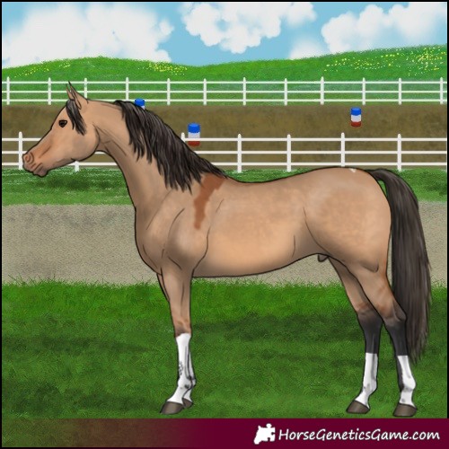 Horse Color:Bay Dun Tobiano 