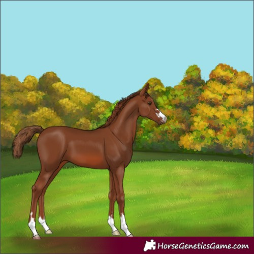 Horse Color:Chestnut 