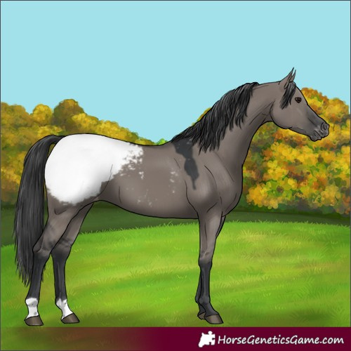 Horse Color:Grullo Snowcap 
