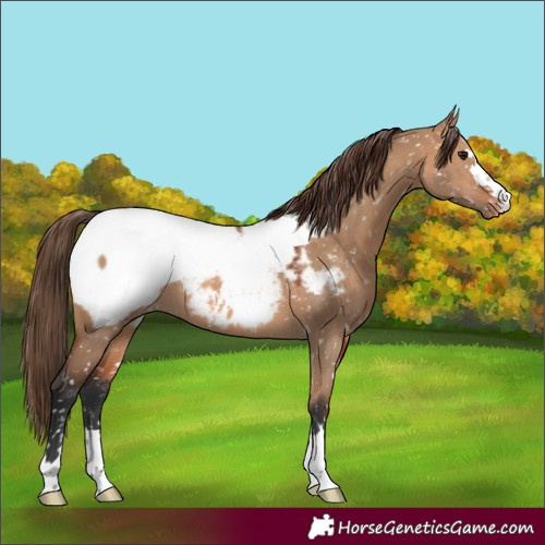 Horse Color:Bay Dun Snowcap 