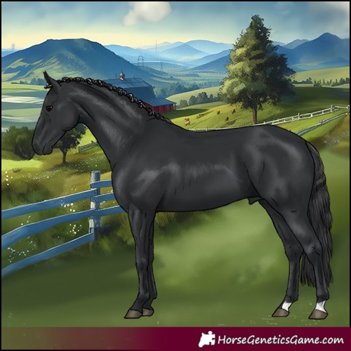 Horse Color:Black 