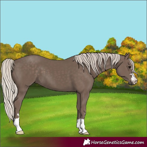 Horse Color:Silver Black 
