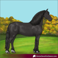 Horse Color:Smoky Black 
