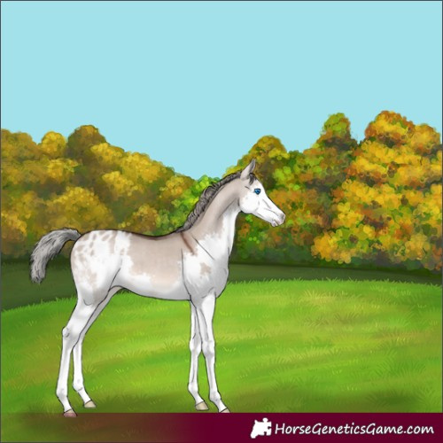 Horse Color:Liver Red Dun Mushroom Splash Appaloosa 
