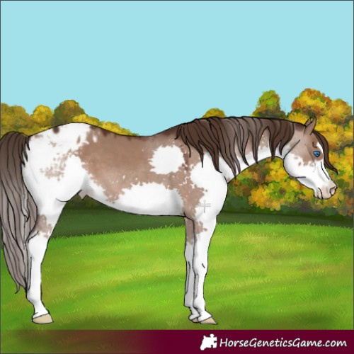 Horse Color:Liver Red Dun Splash Appaloosa 