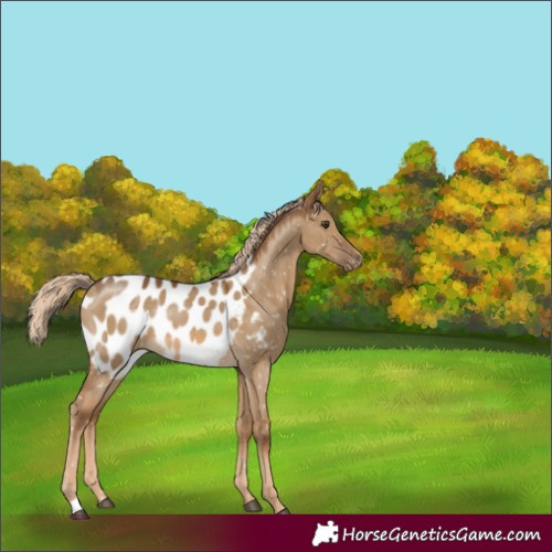 Horse Color:Chocolate Palomino Dun Appaloosa 