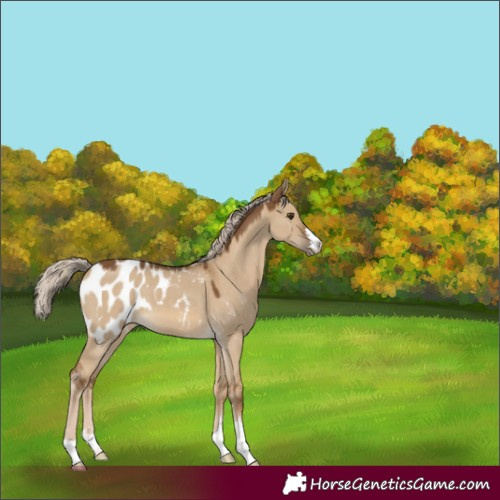 Horse Color:Chocolate Palomino Dun Blanket 