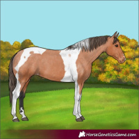Horse Color:Bay Tobiano Varnish 