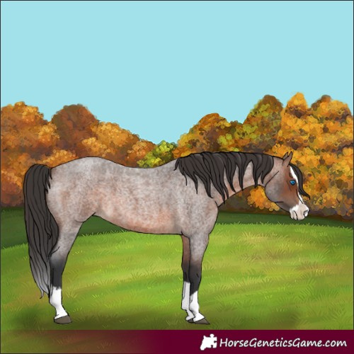 Horse Color:Brown Roan Splash 