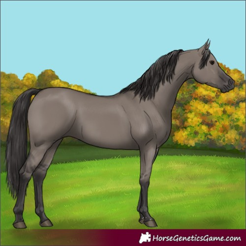 Horse Color:Smoky Grullo Rabicano 