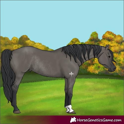 Horse Color:Grullo Rabicano 