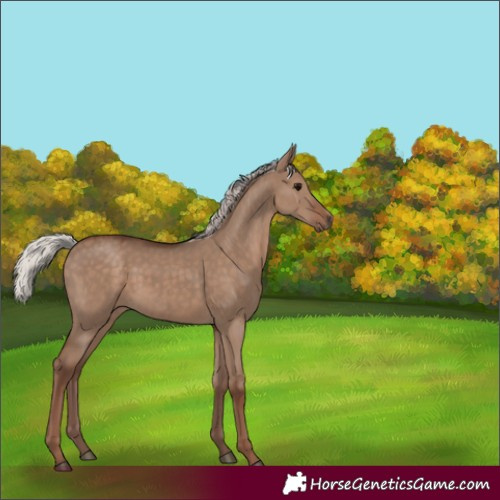 Horse Color:Silver Grullo Rabicano 