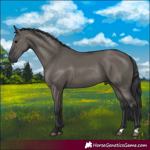 Horse Color:Grullo Rabicano 