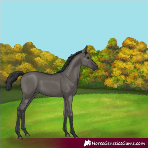 Horse Color:Grullo Rabicano 