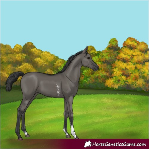 Horse Color:Grullo Sabino Rabicano 