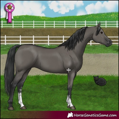 Horse Color:Grullo Sabino Rabicano 