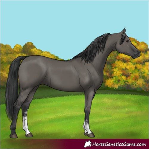 Horse Color:Grullo Sabino Rabicano 