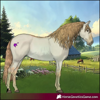 Horse Color:Watercolor Red Dun 