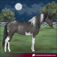 Horse Color:Black Tobiano Rabicano 