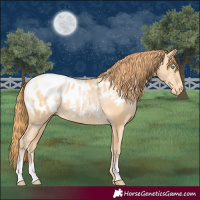 Horse Color:Buckskin Pearl Blanket 
